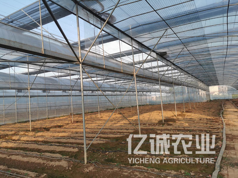 智能陽光板連棟溫室