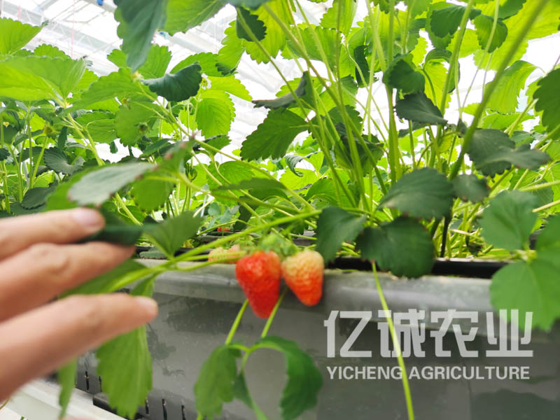 無土栽培溫室大棚