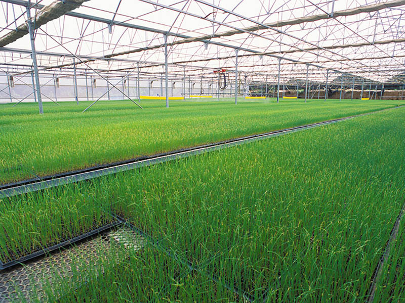 智慧農業大棚苗床系統