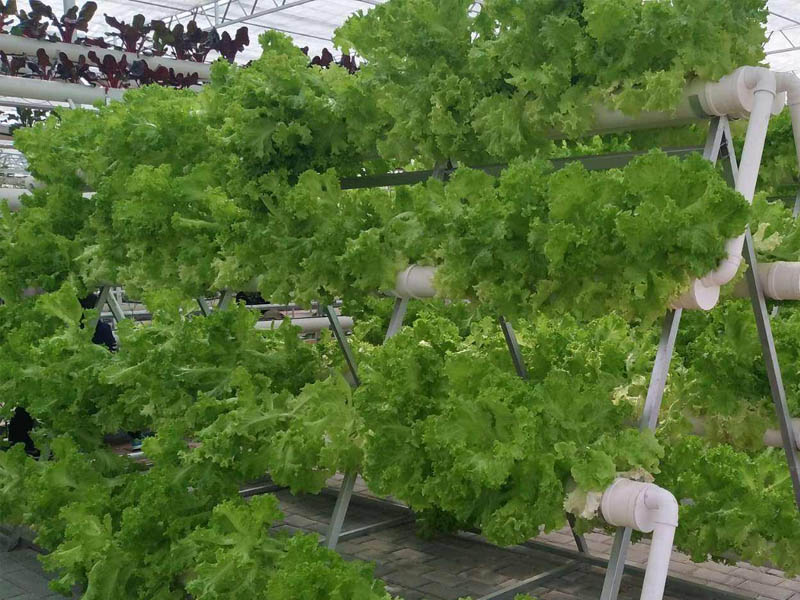 立體無土栽培溫室大棚建設